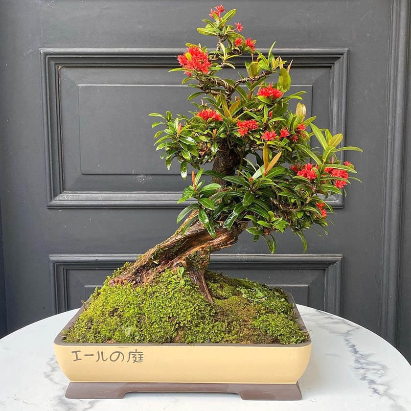 Bonsai de Ixora con una puerta gris de fondo
