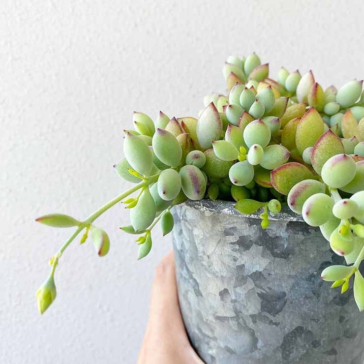 Cotyledon Pendens poblada en una maceta gris