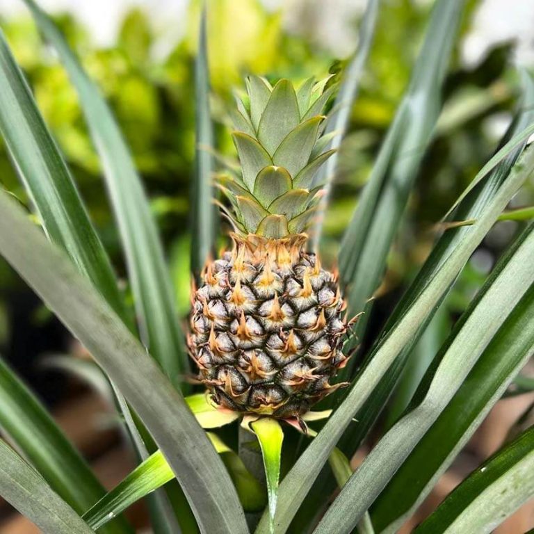 ¿Cuántas Piñas da una Planta de Piña? Guía + 2 Trucos