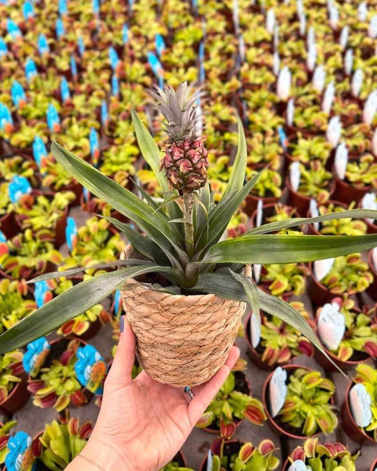 ¿Cuántas Piñas da una Planta de Piña? Guía + 2 Trucos