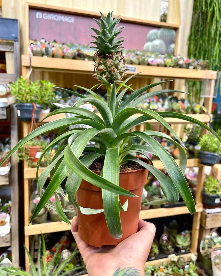 ¿Cuántas Piñas da una Planta de Piña? Guía + 2 Trucos