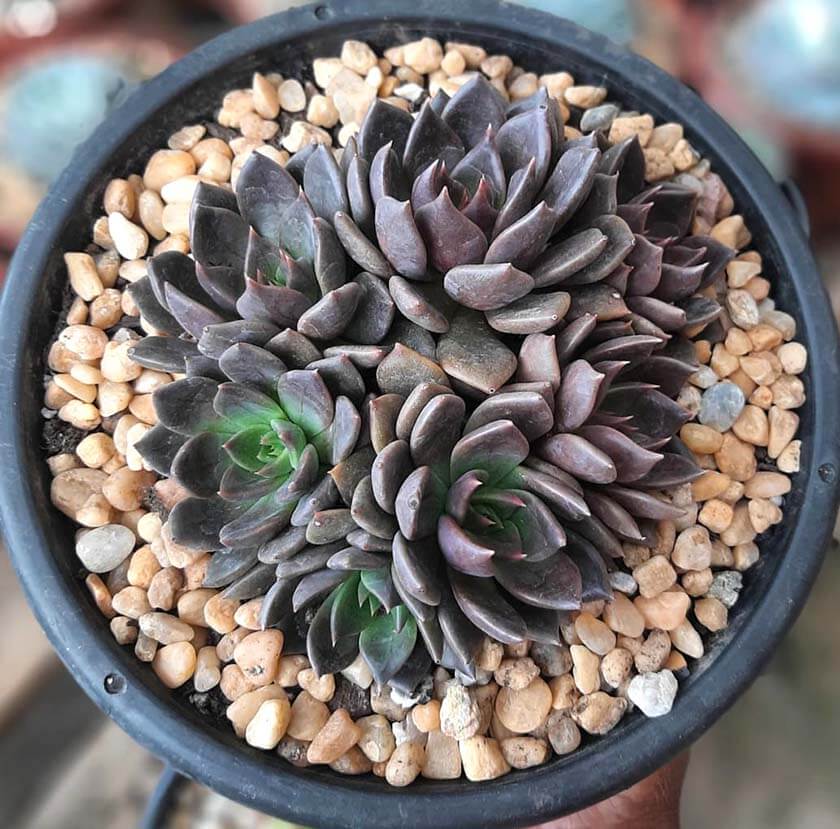 Echeveria Black Prince con hijuelos en maceta negra con piedras