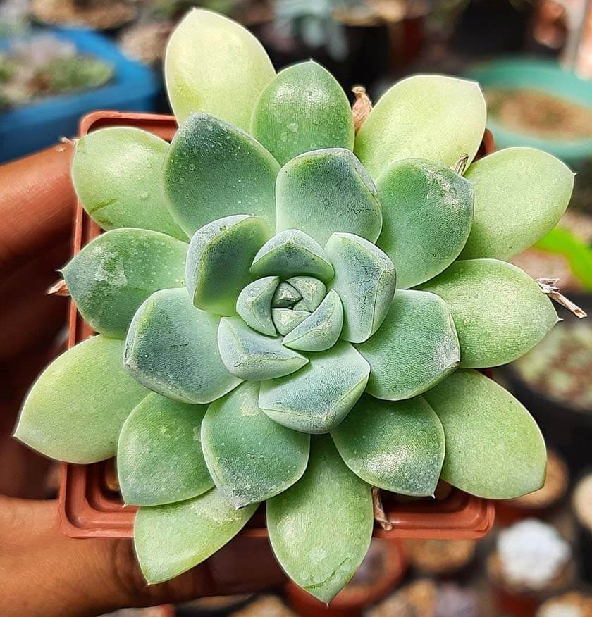 Echeveria Elegans en una maceta cuadrada
