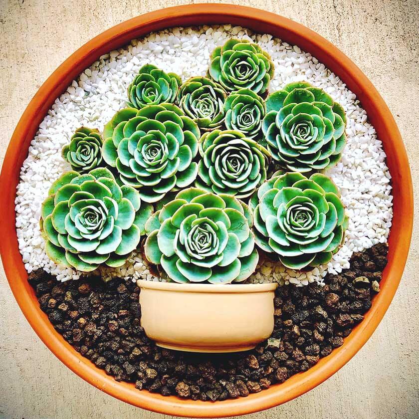 Echeveria Blue Rose lying in orange pot