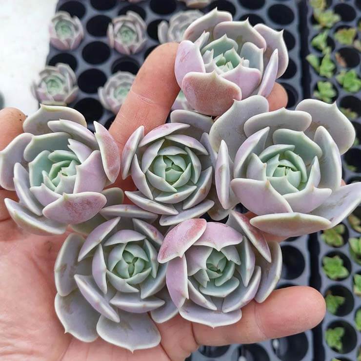 Reproduccion por hijuelos de Echeveria Lola