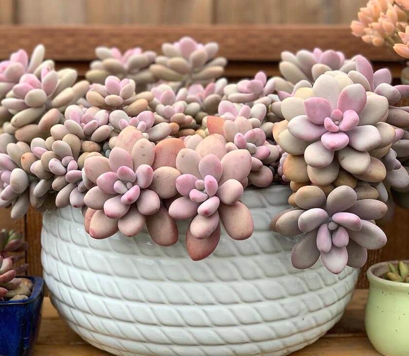 Lavender Pebbles in a white pot