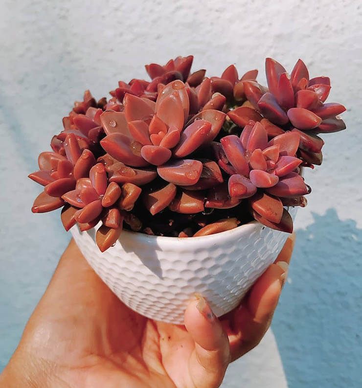 Reproduccion por hijuelos de la Graptosedum Alpenglow
