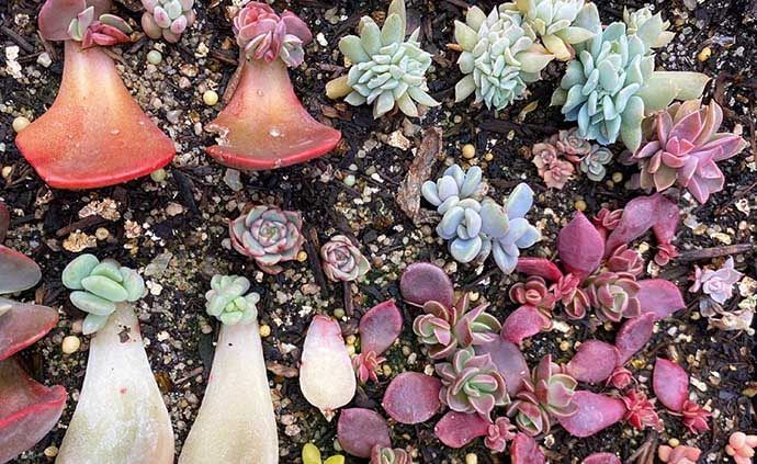 Reproduccion por hojas de Graptoveria Opalina y otras suculentas