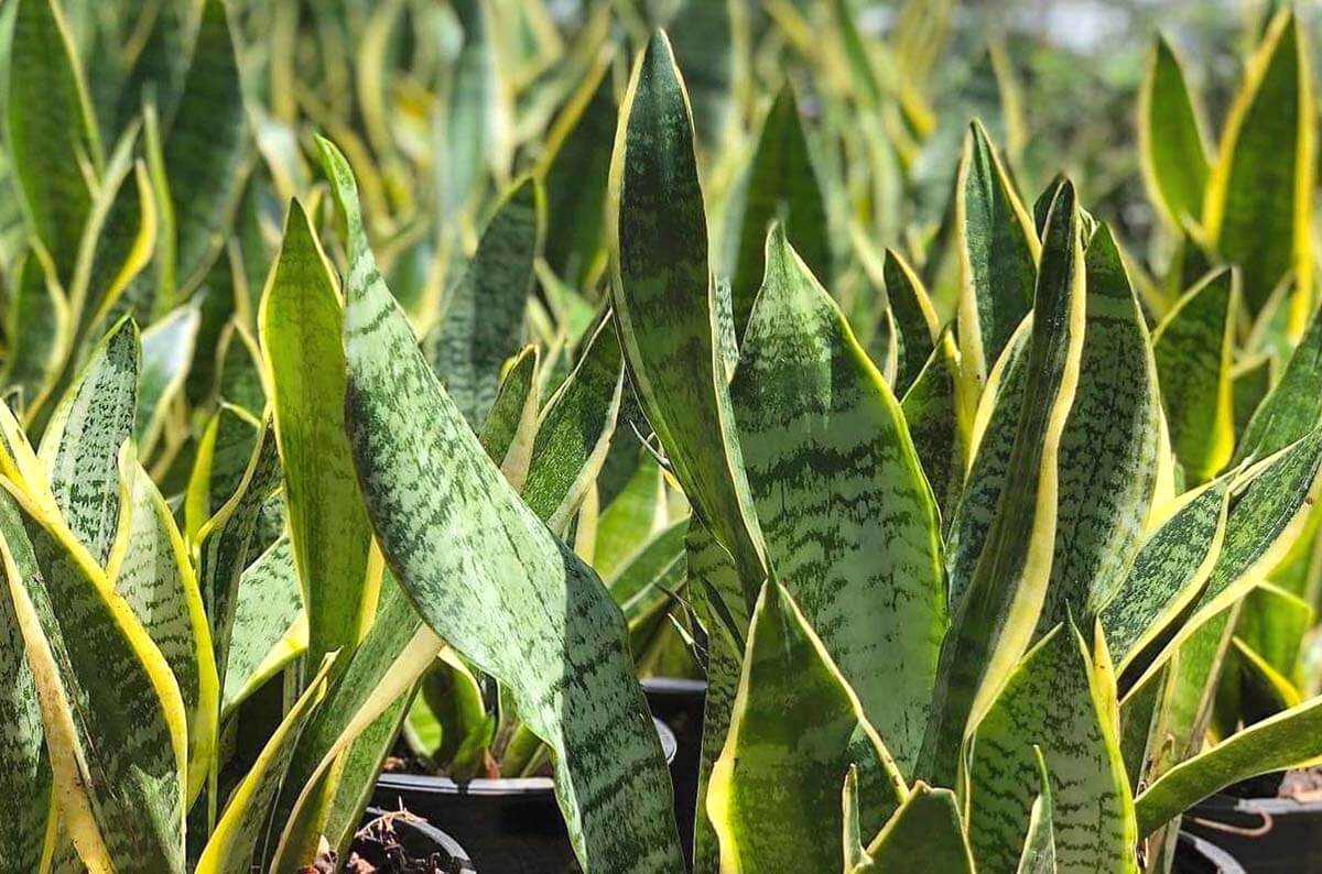 Sansevieria Trifasciata Planta Sansevieria Ikea