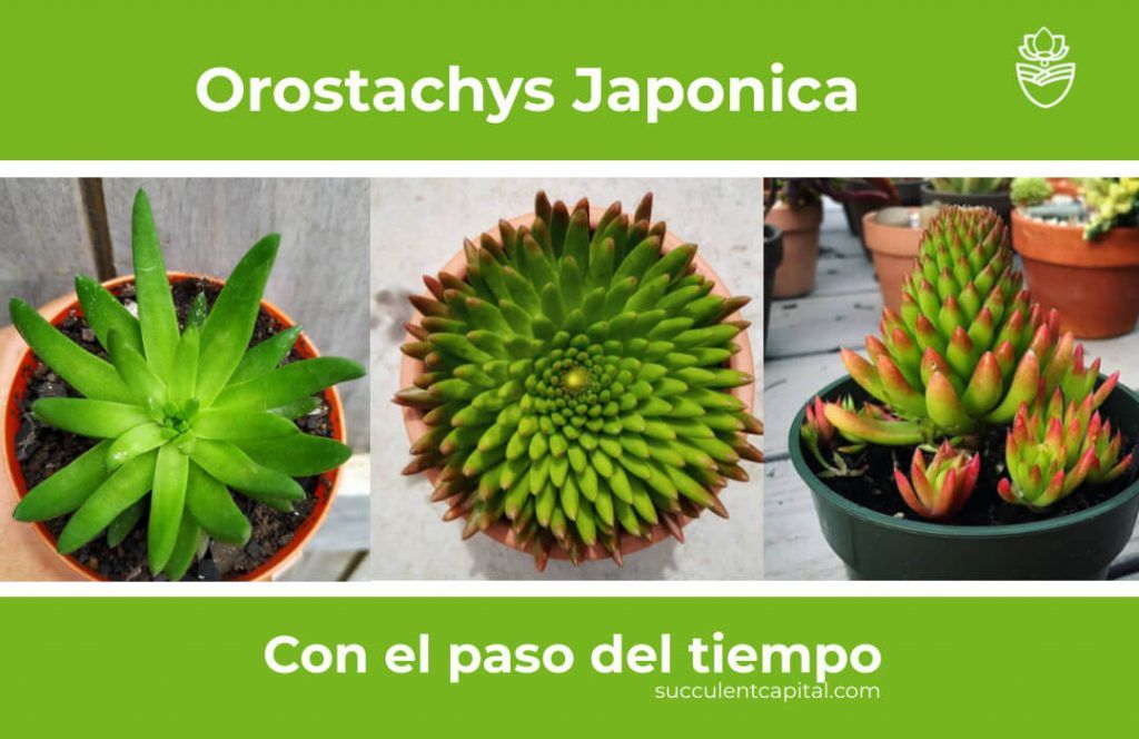Evolucion de la Orostachys Japonica