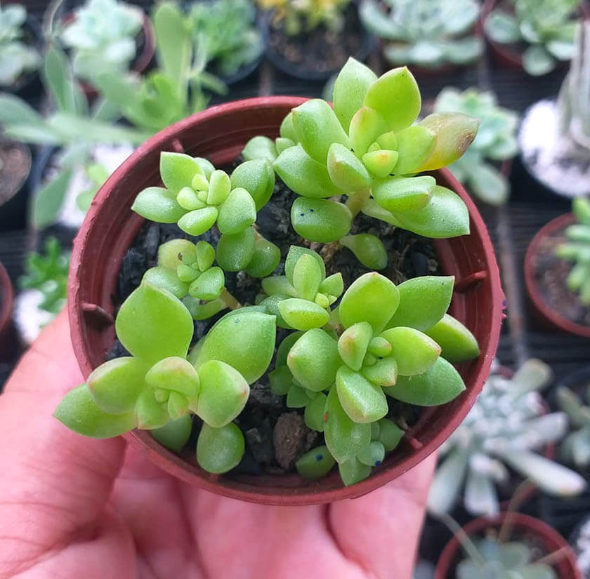 Reproduccion por retoños del Sedum Dorado