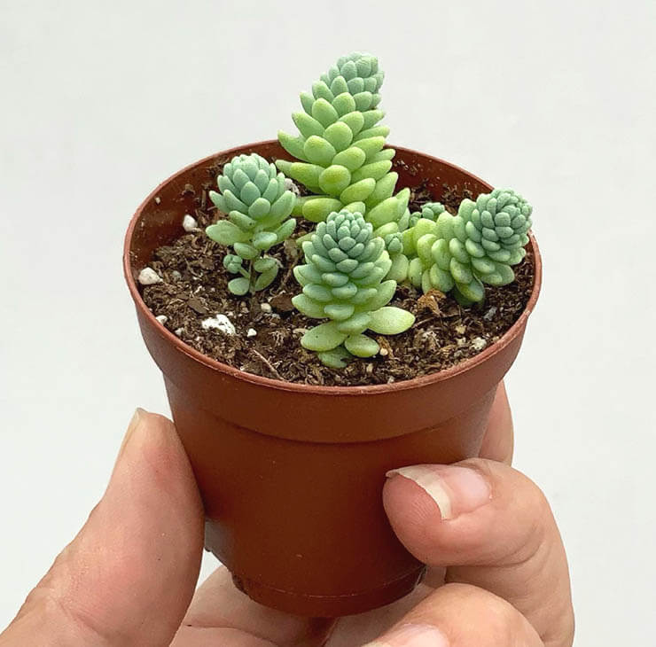 Reproduccion por esquejes de la Sedum Dasyphyllum