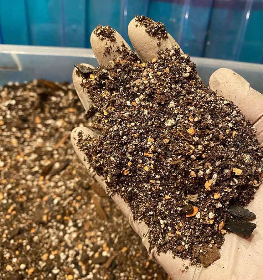 Preparing soil for succulents and cacti with white gloves