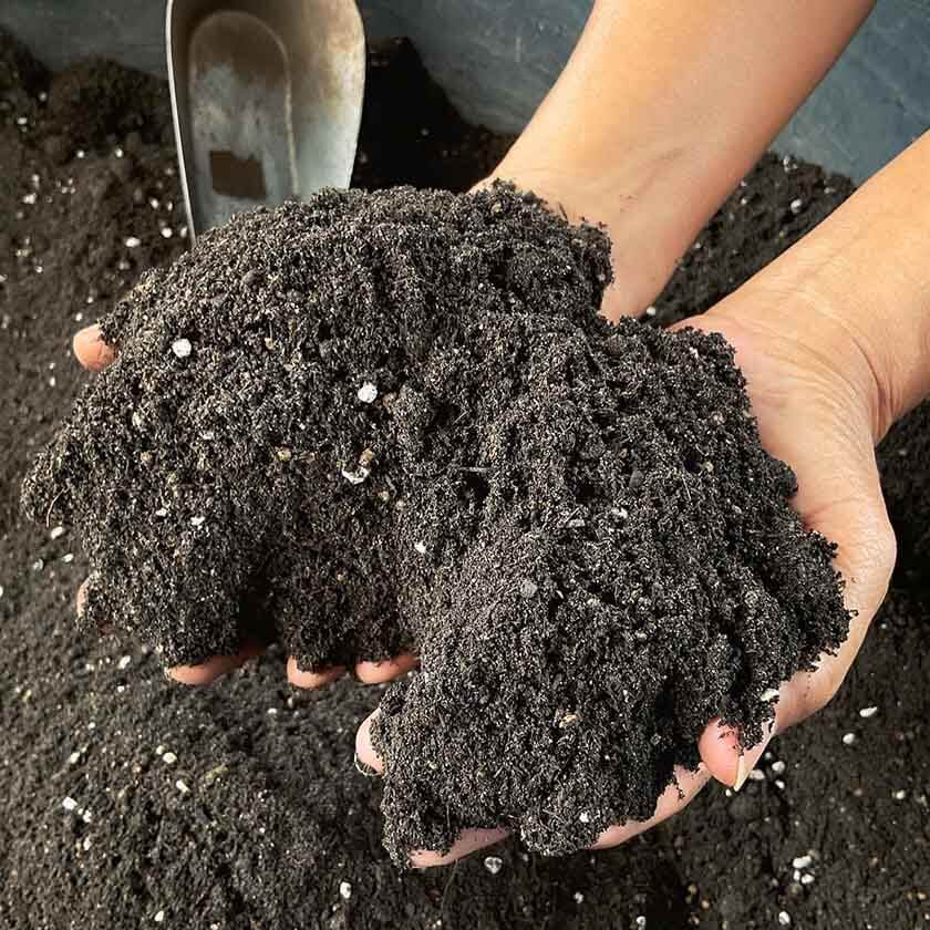 Soil for cactus and succulents with small white stones