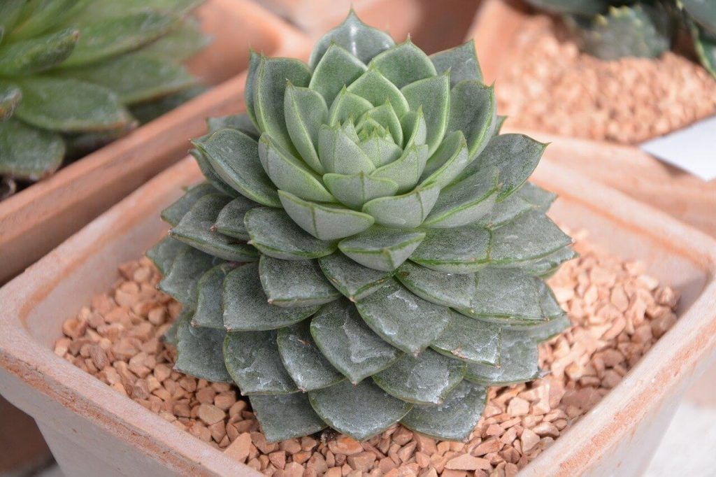 Succulent receiving direct sun