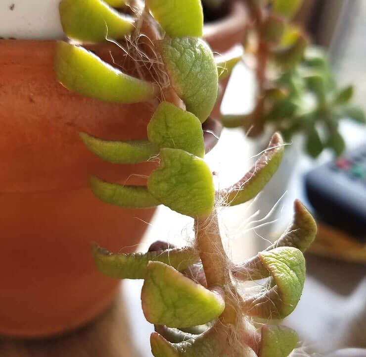 Succulent with wrinkled leaves due to high temperatures