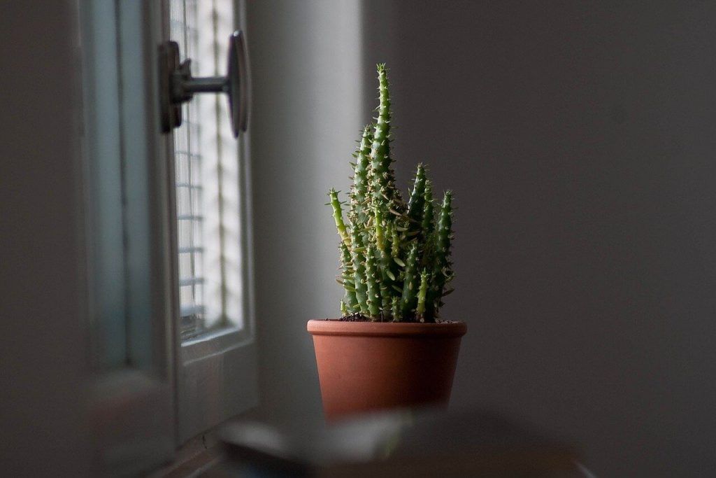 Suculenta de interior cercana a una ventana iluminada
